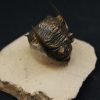 Zlichovaspis rugosa