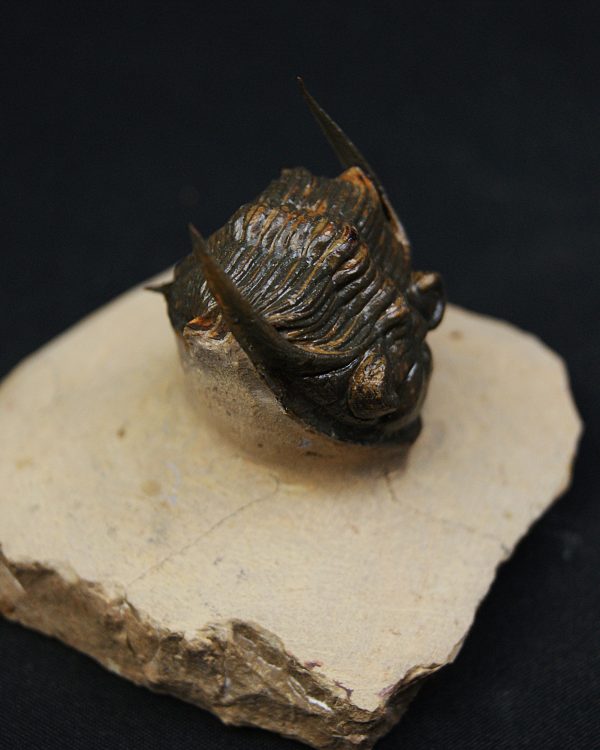 Zlichovaspis rugosa