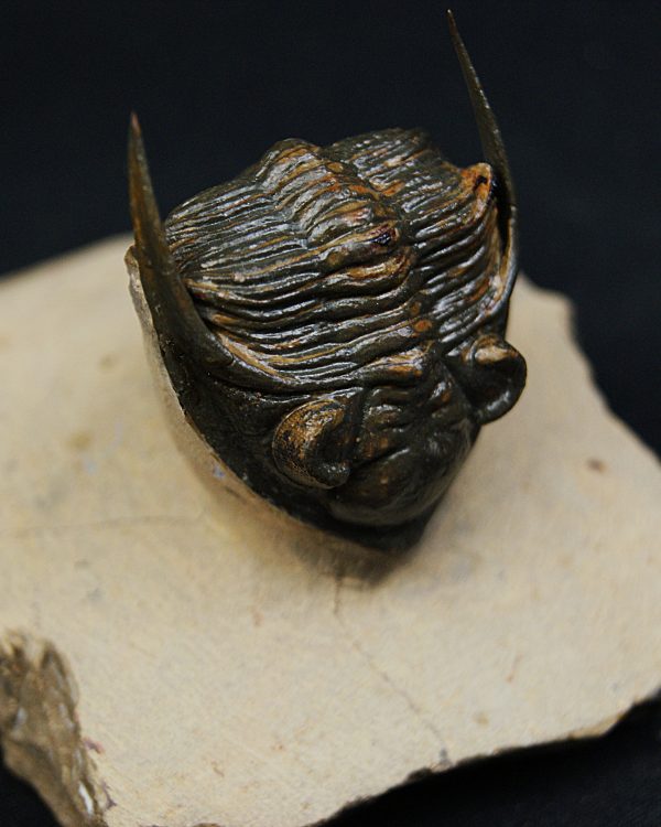 Zlichovaspis rugosa