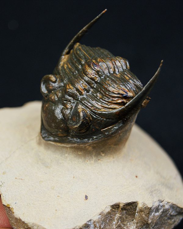 Zlichovaspis rugosa