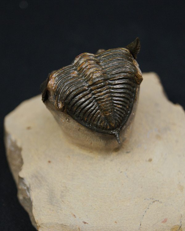 Zlichovaspis rugosa