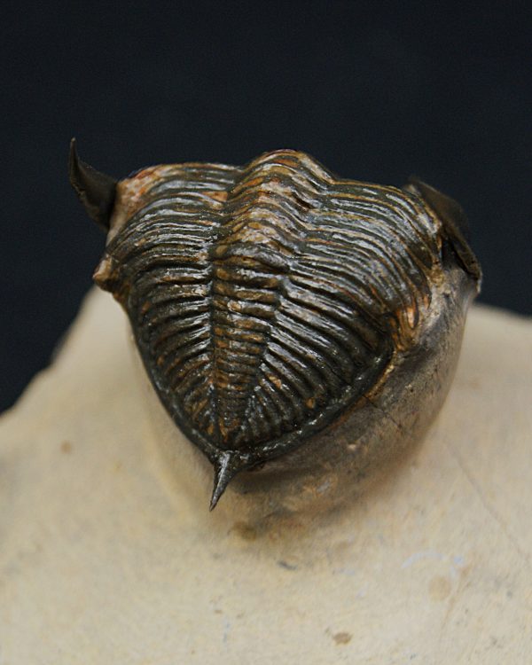 Zlichovaspis rugosa