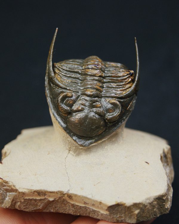 Zlichovaspis rugosa