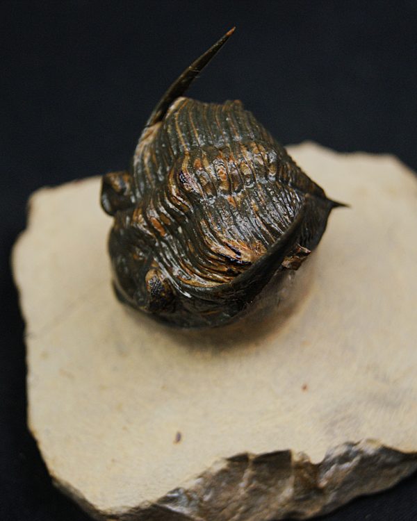 Zlichovaspis rugosa
