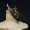 Zlichovaspis rugosa