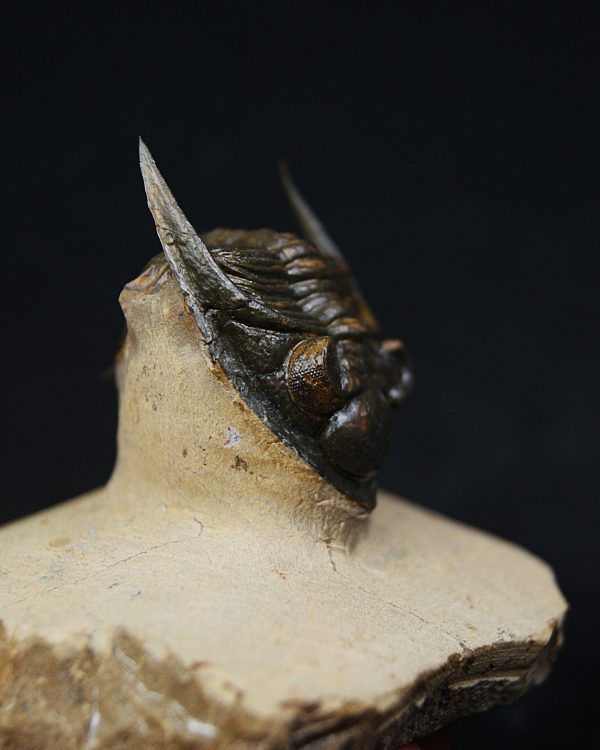 Zlichovaspis rugosa