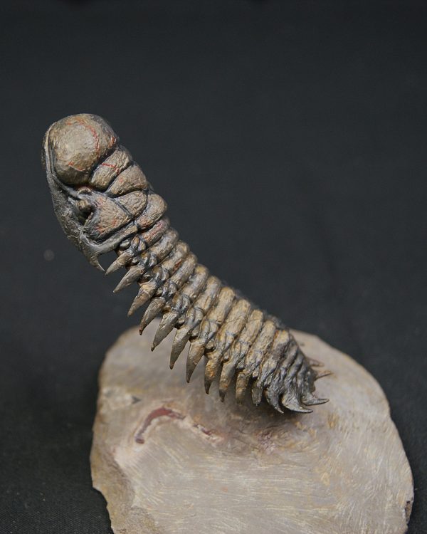 Crotalocephalus en vuelo