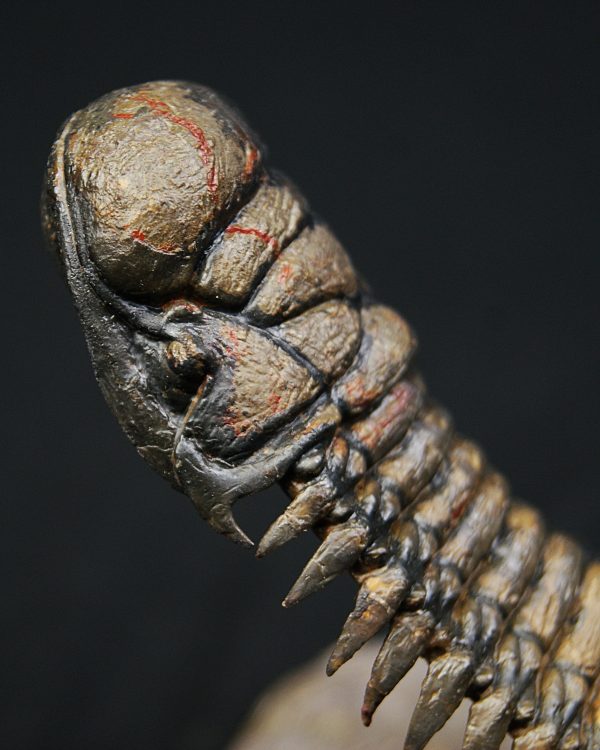 Crotalocephalus en vuelo
