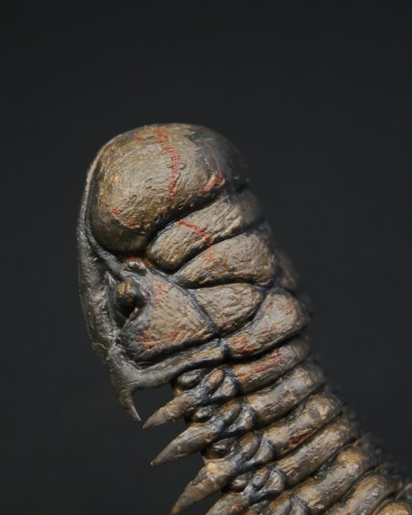 Crotalocephalus en vuelo