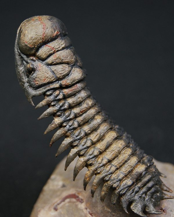 Crotalocephalus en vuelo