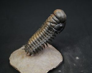 Crotalocephalus en vuelo