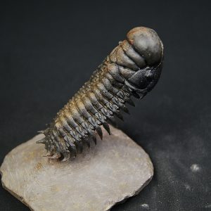 Crotalocephalus en vuelo