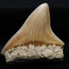 Megalodon de Indonesia