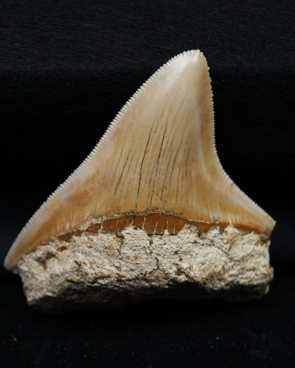 Megalodon de Indonesia