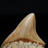 Megalodon de Indonesia