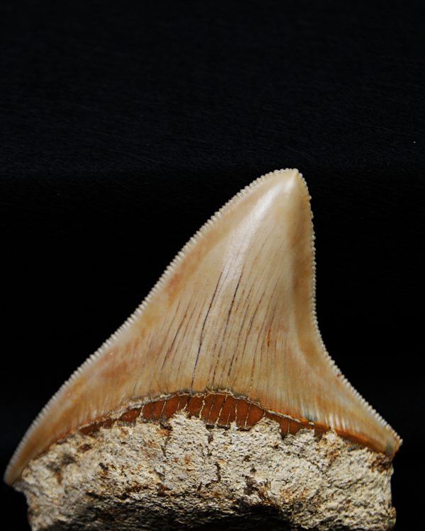 Megalodon de Indonesia