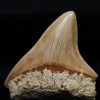 Megalodon de Indonesia