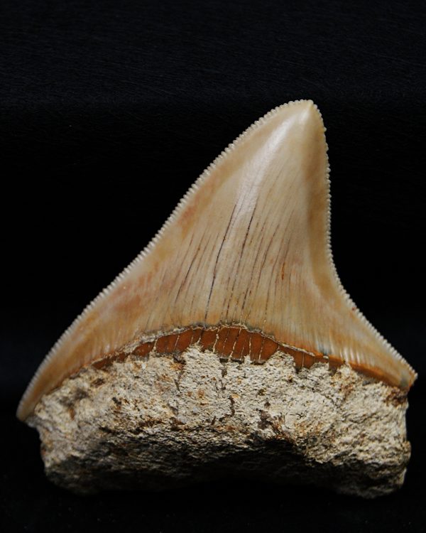 Megalodon de Indonesia