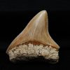 Megalodon de Indonesia