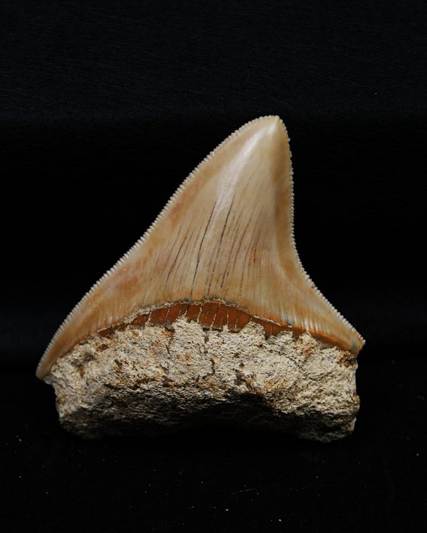 Megalodon de Indonesia