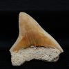 Megalodon de Indonesia