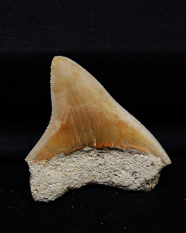 Megalodon de Indonesia