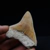 Megalodon de Indonesia