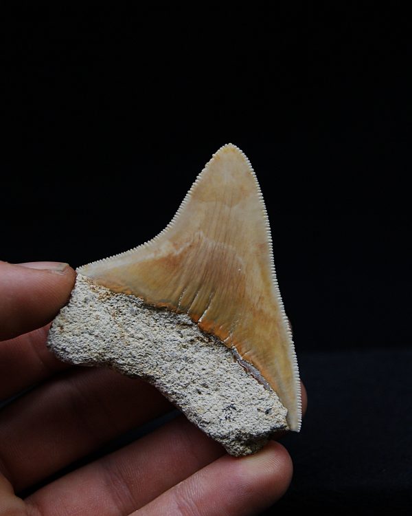 Megalodon de Indonesia