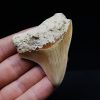 Megalodon de Indonesia