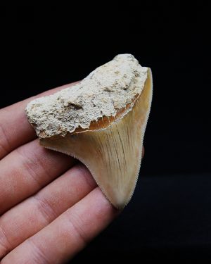 Megalodon de Indonesia