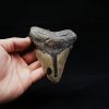 Megalodon negro azulado de Carolina del Norte
