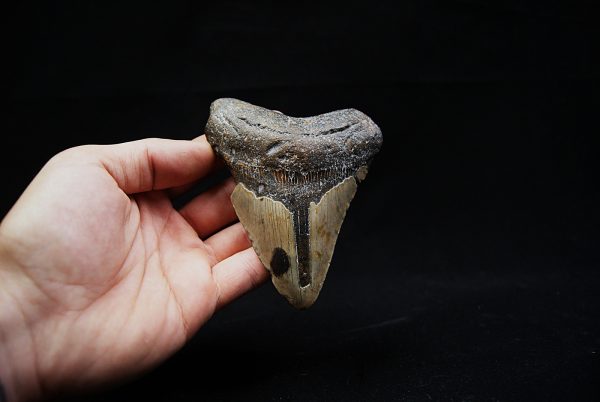 Megalodon negro azulado de Carolina del Norte