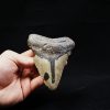 Megalodon negro azulado de Carolina del Norte
