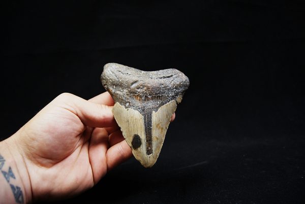 Megalodon negro azulado de Carolina del Norte