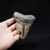 Megalodon negro azulado de Carolina del Norte