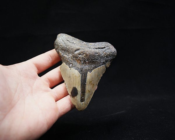 Megalodon negro azulado de Carolina del Norte