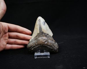Megalodon negro azulado de Carolina del Norte