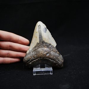 Megalodon negro azulado de Carolina del Norte