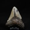 Megalodon negro azulado de Carolina del Norte