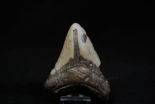 Megalodon negro azulado de Carolina del Norte