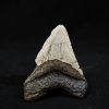 Megalodon negro azulado de Carolina del Norte