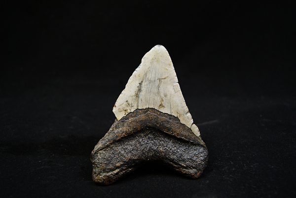 Megalodon negro azulado de Carolina del Norte
