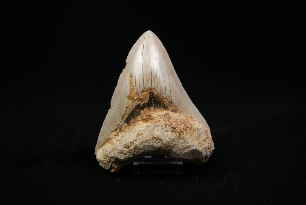Megalodon de 12 cm con sierra destacada
