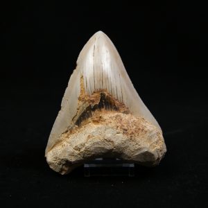 Megalodon de 12 cm con sierra destacada