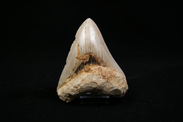 Megalodon de 12 cm con sierra destacada