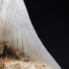 Megalodon de 12 cm con sierra destacada