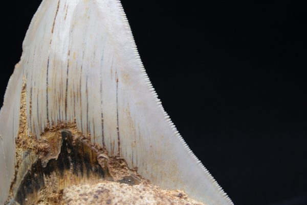 Megalodon de 12 cm con sierra destacada