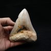 Megalodon de 12 cm con sierra destacada