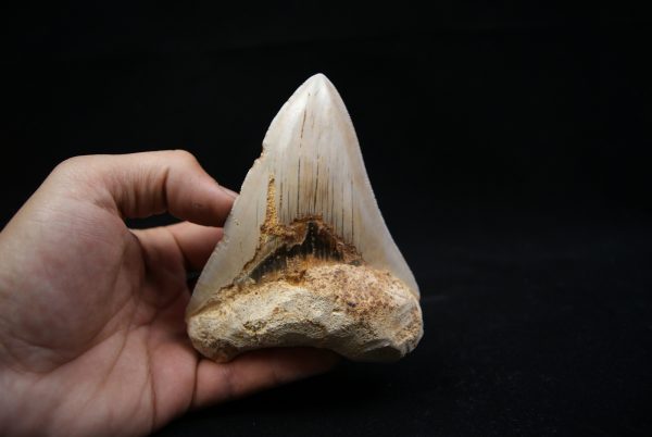 Megalodon de 12 cm con sierra destacada