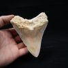 Megalodon de 12 cm con sierra destacada